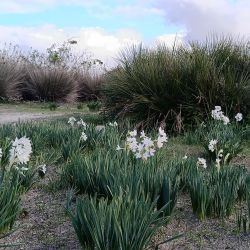 Narcissus papyraceus