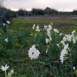 Narcissus papyraceus