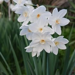 Narcissus papyraceus