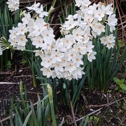 Narcissus papyraceus