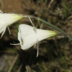 Narcissus peroccidentalis