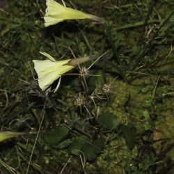 Narcissus peroccidentalis