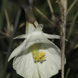 Narcissus peroccidentalis