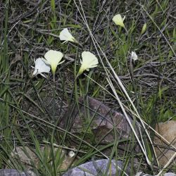 Narcissus peroccidentalis