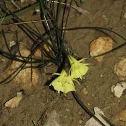 Narcissus peroccidentalis
