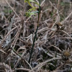 Narcissus viridiflorus