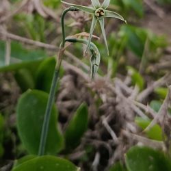 Narcissus viridiflorus