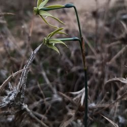 Narcissus viridiflorus