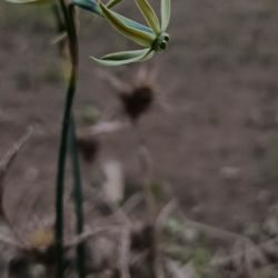 Narcissus viridiflorus