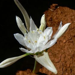 Pancratium foetidum