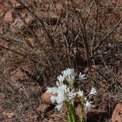 Pancratium foetidum