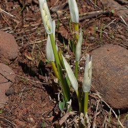 Pancratium foetidum