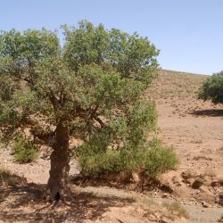 Pistacia atlantica