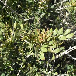 Pistacia lentiscus