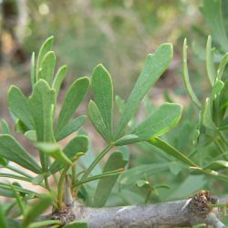 Searsia pentaphylla