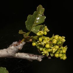 Searsia tripartita