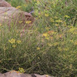 Anethum foeniculoides