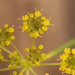 Anethum foeniculoides