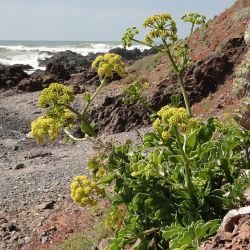 Astydamia latifolia