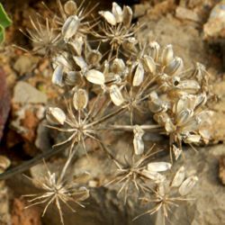 Astydamia latifolia