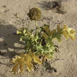 Astydamia latifolia