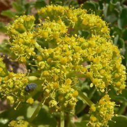 Astydamia latifolia