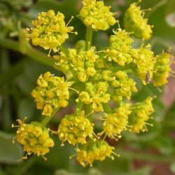 Astydamia latifolia
