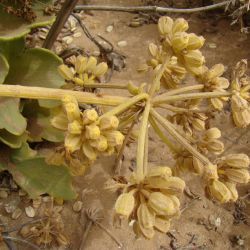 Astydamia latifolia