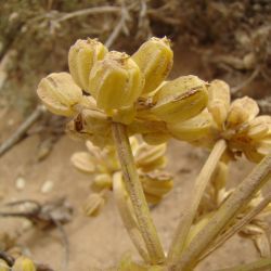 Astydamia latifolia