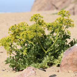 Astydamia latifolia