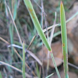 Bupleurum atlanticum