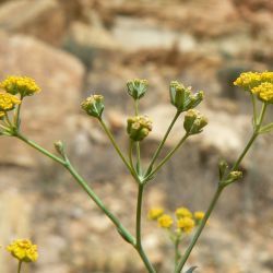 Bupleurum dumosum
