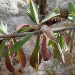 Bupleurum dumosum