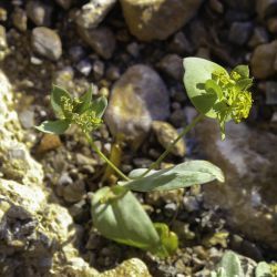 Bupleurum lancifolium