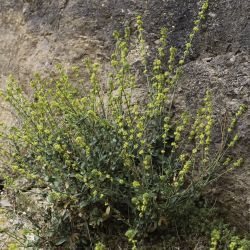 Bupleurum lateriflorum