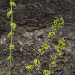 Bupleurum lateriflorum
