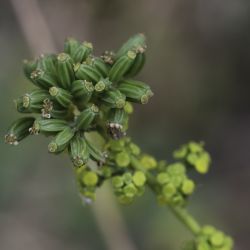 Bupleurum lateriflorum