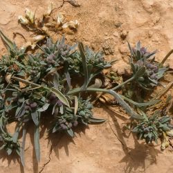 Bupleurum semicompositum