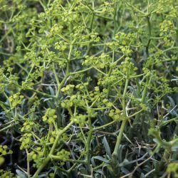 Bupleurum spinosum