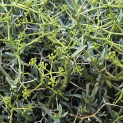 Bupleurum spinosum