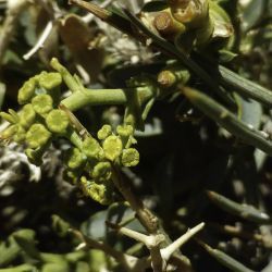 Bupleurum spinosum