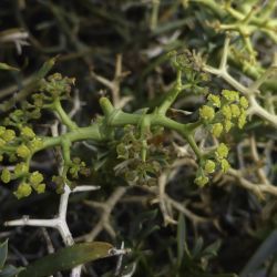Bupleurum spinosum