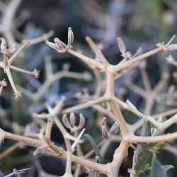 Bupleurum spinosum
