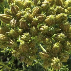 Cachrys sicula