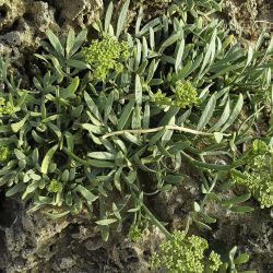 Crithmum maritimum