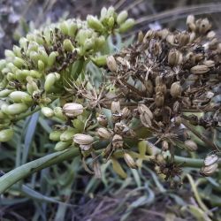 Crithmum maritimum