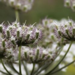 Daucus crinitus