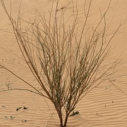 Deverra denudata subsp. denudata