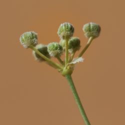 Deverra denudata subsp. denudata