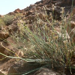 Deverra juncea